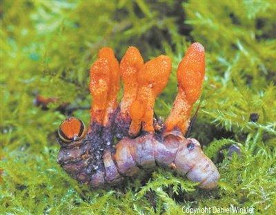 研究表明虫草素能阻断癌细胞生长信号